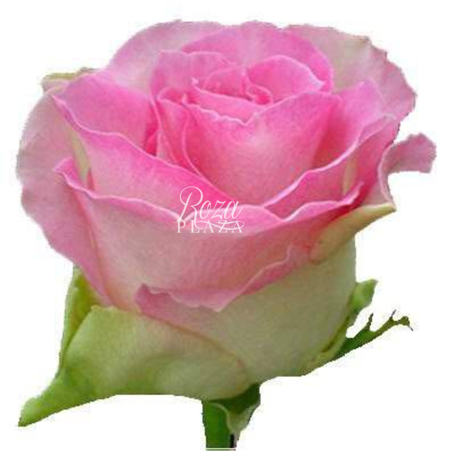 Роза Malibu в Грозном от магазина цветов «Roza Plaza»