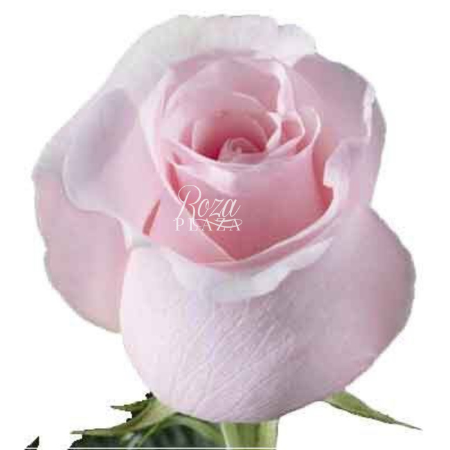 Роза Титаник в Грозном от магазина цветов «Roza Plaza»
