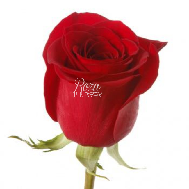 Роза Freedom в Грозном от магазина цветов «Roza Plaza»