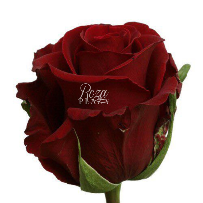 Роза Explorer в Грозном от магазина цветов «Roza Plaza»