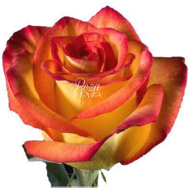 Роза High Magic в Грозном от магазина цветов «Roza Plaza»