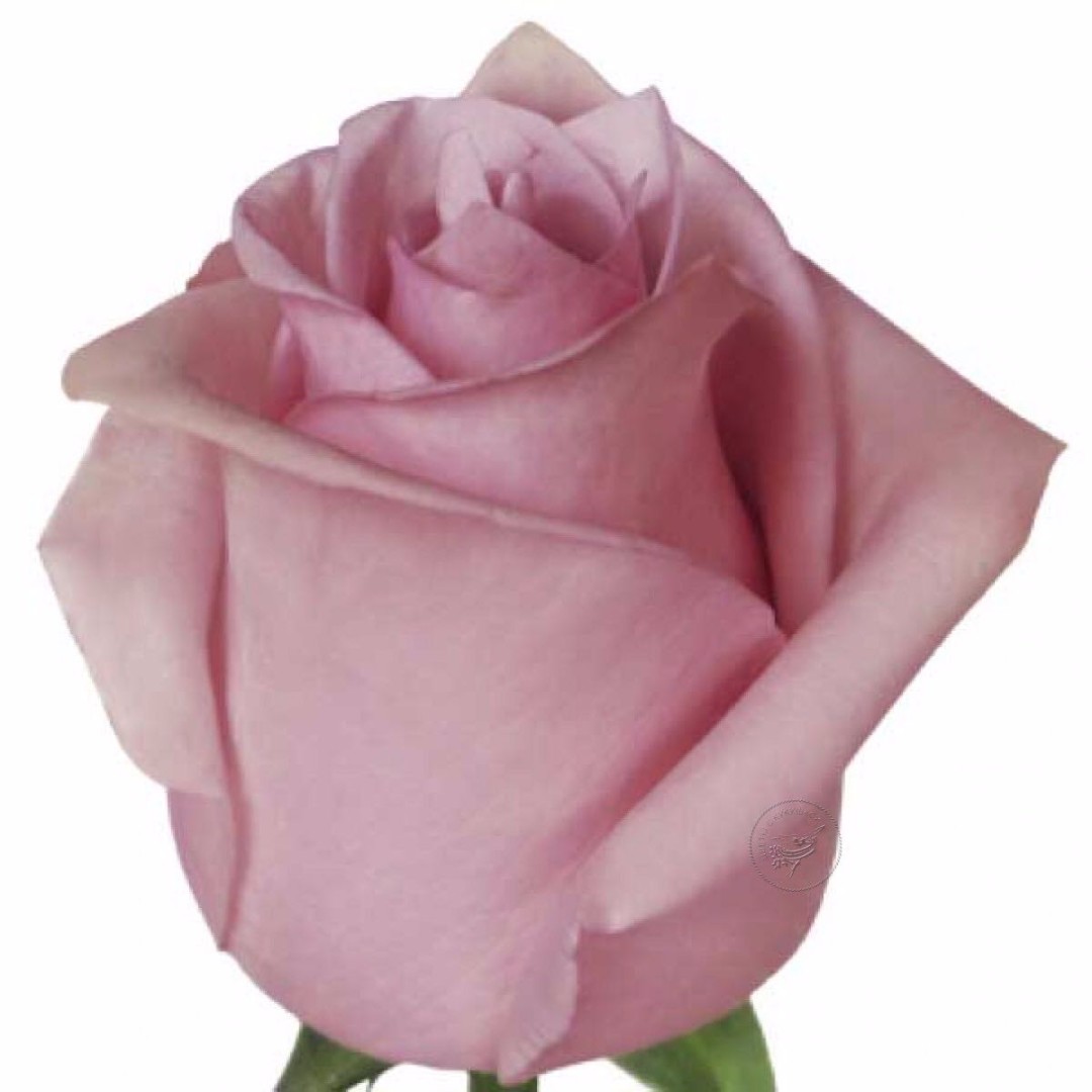 Роза наутика фото и описание
